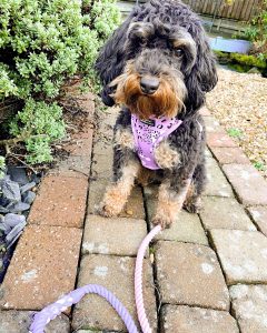 Cockapoo walking on the lead difficulties