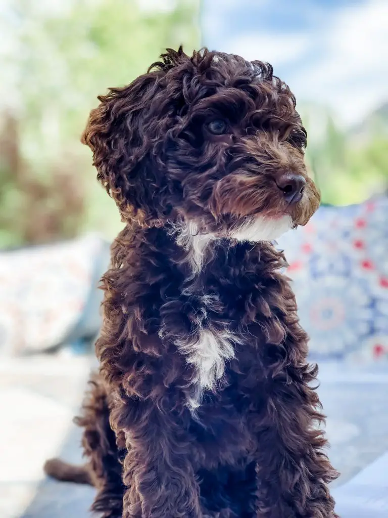 fur of a cockapoo change
