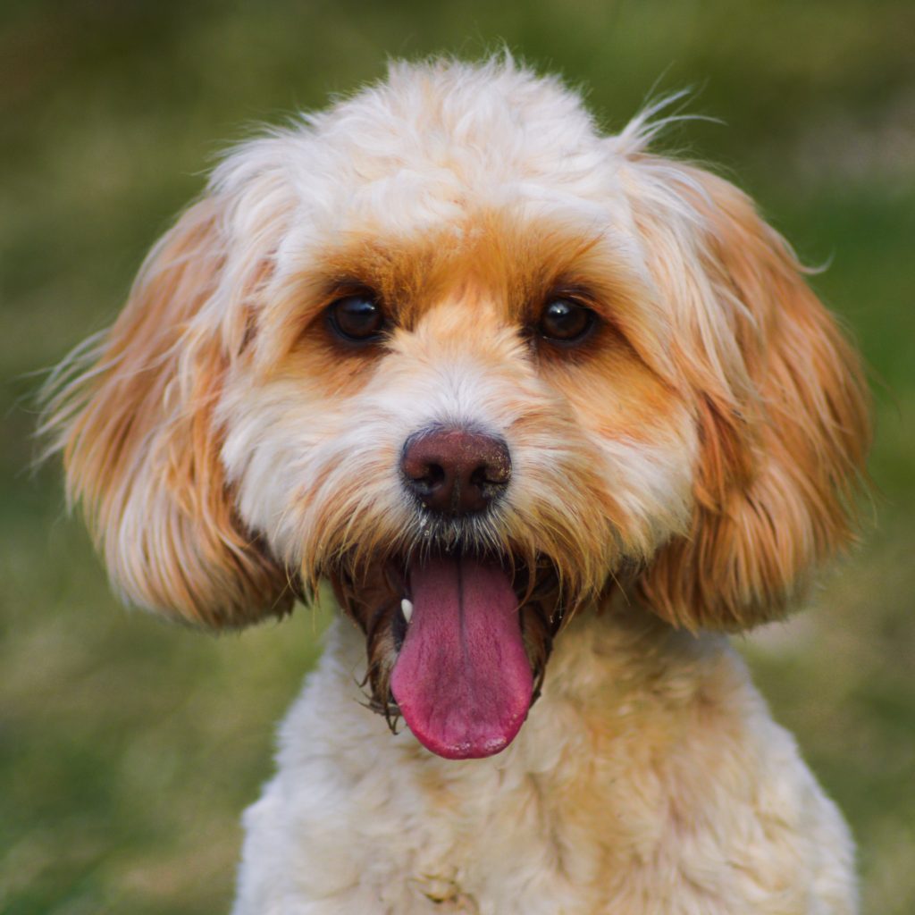 Cockapoo barking