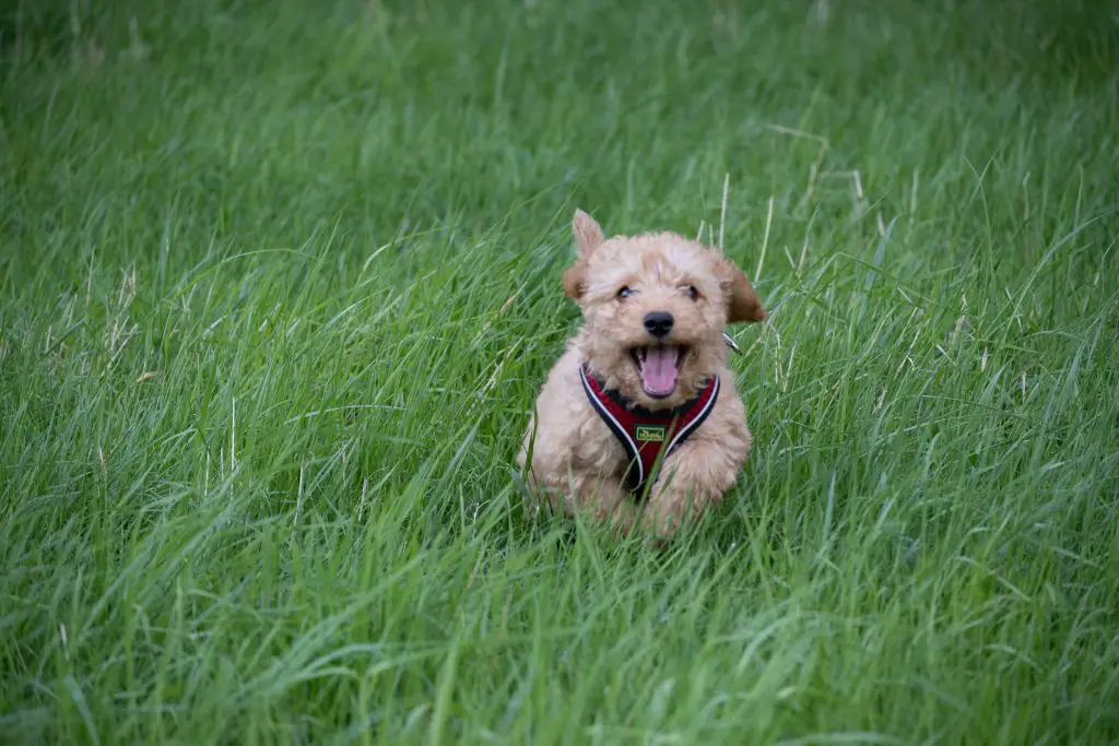 cockapoos hypoallergenic